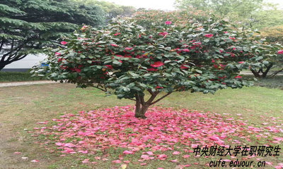 中財(cái)在職研究生攻讀方式有哪些？