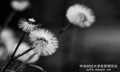 想上中央財(cái)經(jīng)大學(xué)在職研究生去哪里報(bào)名？