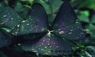 中央財(cái)經(jīng)在職研究生怎么報(bào)名？