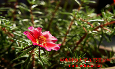 中央財(cái)經(jīng)大學(xué)在職研究生一般念多久？