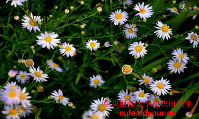 中財在職研究生學(xué)費(fèi)怎么繳納？