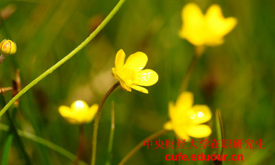 中央財(cái)經(jīng)大學(xué)十二月聯(lián)考現(xiàn)在能參加嗎？